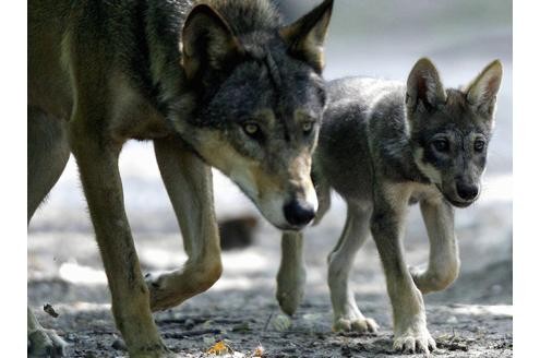 Diese Tiere stehen auf der Roten Liste, der gefährdeten Wirbeltiere: der Wolf.