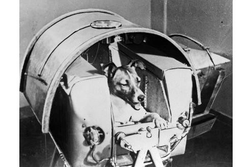 November 1957, Russland: Spacehund Laika startet mit Sputnik II als erste lebendige Kreatur ins All. Laika starb nur wenige Stunden nach dem Start an Stress and Überhitzung.