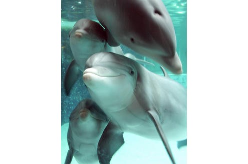 Auch Delfine werden in einigen deutschen Zoos und Tierparks gehalten.