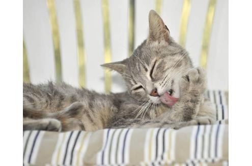 Katzen sind sehr sauber. Wenn sie nicht gerade schlafen, fressen oder spielen, verbringen sie die Zeit sehr gerne mit der Körperpflege.