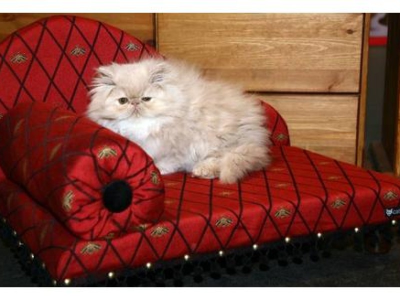 Aus irgendeinem Irrglauben heraus denken Katzen, dass sie Anspruch auf den besten Platz in der Wohnung - vorzugsweise Bett oder Fernsehsessel - haben.