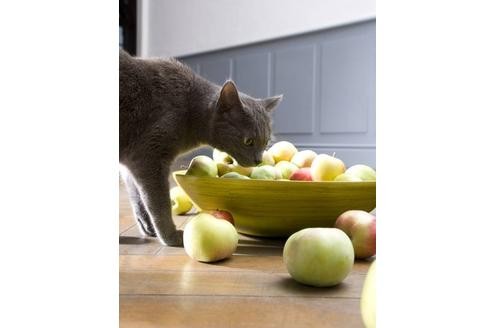 Wenn man Katzen hält, muss man sich jeden Tag einschränken. Man darf kein Essen unbeaufsichtigt herumstehen lassen, muss immer die Fenster schließen, darf nichts Zerbrechliches liegen lassen, kann nicht mal spontan ein Wochenende wegfahren.