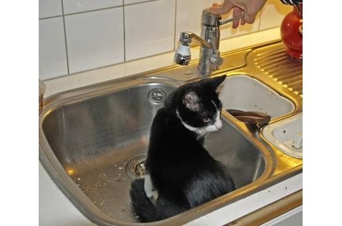 Katzen sind nicht sauber. Das ist ein Gerücht, das Tierfutter-Konzerne in die Welt gesetzt haben, damit sich noch mehr Menschen Katzen anschaffen.