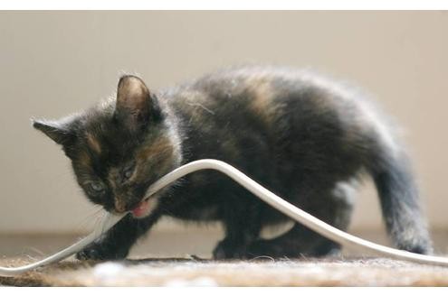 Katzen fressen Stromkabel an.