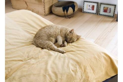 Katzen halten im Winter das Bett warm. 