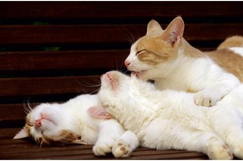 Das Schnurren von Katzen beruhigt und macht angenehm schläfrig. Wirkt auf den Menschen übrigens genauso wie auf Artgenossen. 