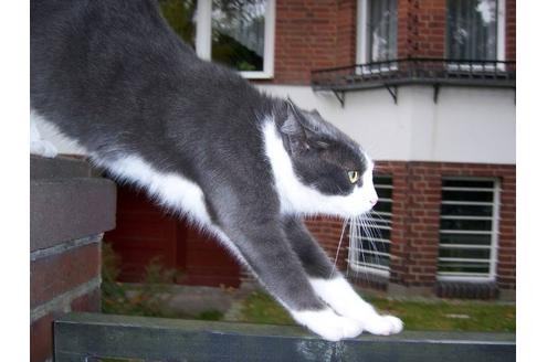 Katzen landen immer auf den Pfoten. Zumindest sieben Mal.