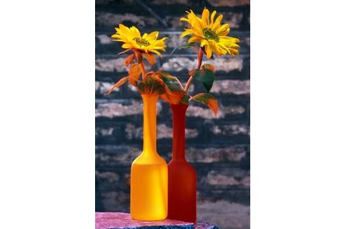 84 Prozent aller ausländischen Schnittblumen kommen aus den Niederlanden nach Deutschland. Deren Importe kosteten im vergangenen Jahr einen Gesamtbetrag von 924 Millionen Euro.