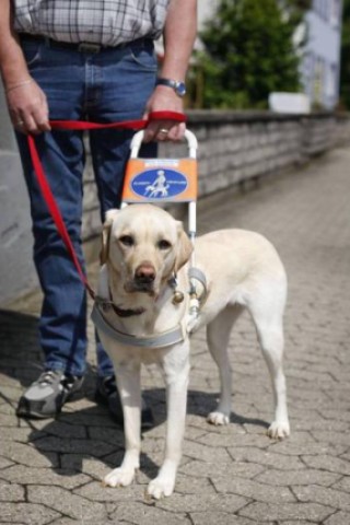 Blindenführerhund 
Foto: Imago