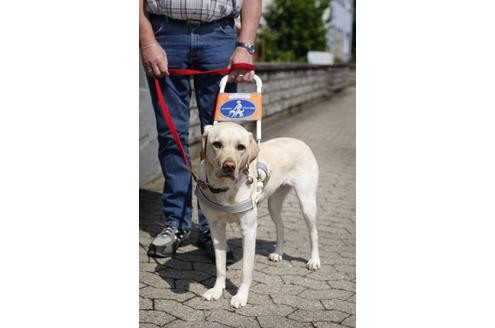 Nur Tiere mit guten sozialen Eigenschaften können Blindenhund werden. Ihre Ausbildung dauert bis zu einem Jahr. Ein Blindenhund kostet dann etwa 20 000 Euro und wird in der Regel von der Krankenkasse bezahlt.