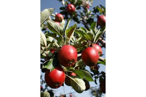 Wenn der Frühling beginnt, machen sich die Hobbygärtner ans Werk. Wer einen Apfelbaum mit einem ein Meter hohen Stamm für seinen Garten kaufen will, muss dafür rund 20 Euro bezahlen.
