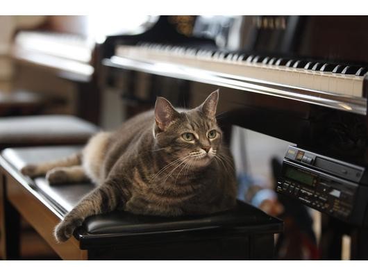 Nora, die fünf Jahre alte graugetigerte Katze, lebt in Philadelphia bei der Musiklehrerin Betsy Alexander und deren Mann, dem Künstler und Fotografen Burnell Yow. (Foto. ap)