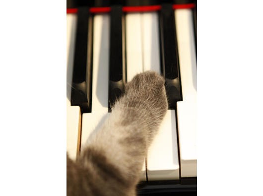 Katze Nora am Klavier erobert das Internet.
