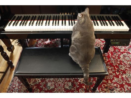 Katze Nora am Klavier erobert das Internet.