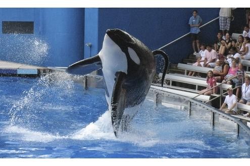 Der Orca oder auch Schwertwal ist ein Meeressäugetier, das durch seine auffällige schwarz-weiß-Färbung bekannt ist. Orcas gehören zur Art der Delfine.
