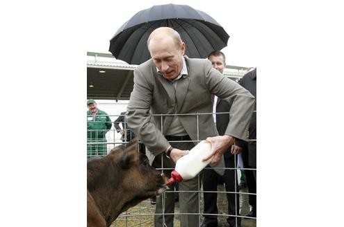 Der russische Ex-Präsident Wladimir Putin, der sich sonst gern martialisch beim Jagen zeigt, einmal ganz lammfromm: beim Füttern eines Kalbes. Sein eigener Hund...