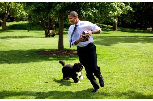 Sein Nachfolger Barack Obama hat sich auch einen Hund angeschafft: einen portugiesischen Wasserhund namens Bo.