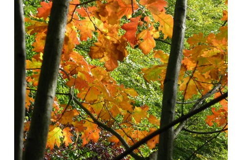 Der goldene Oktober macht seinem Namen alle Ehre. Foto: ursulahick 