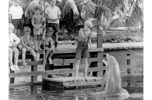 Der berühmteste Delfin ist Flipper aus der gleichnamigen US-Filmreihe aus den 1960er Jahren. Darin findet der zwölfjährige Sandy Ricks (Luke Halpin, mi.) an der Küste von Florida einen verletzten Delphin, pflegt ihn gesund und lässt ihn wieder frei.
