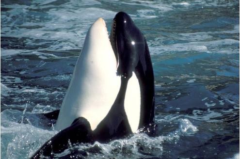 Vor diesem Film hatten Orcas einen äußerst schlechten Ruf und waren als Killerwale verschrien. Allerdings ist kein Angriff eines in Freiheit lebenden Orcas auf einen Menschen bekannt.