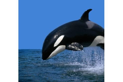 Ein Orca kann in Freiheit zwischen 50 und 90 Jahre alt werden, die Lebenserwartung in Gefangenschaft ist wesentlich geringer.