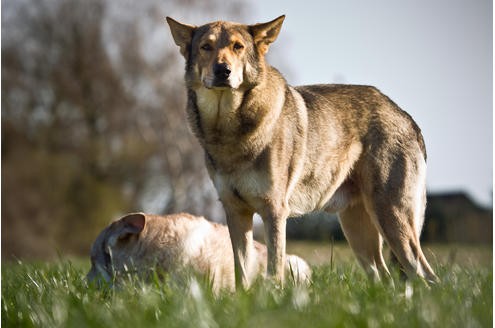 Wofshunde auf einem Feld bei Grefrath.