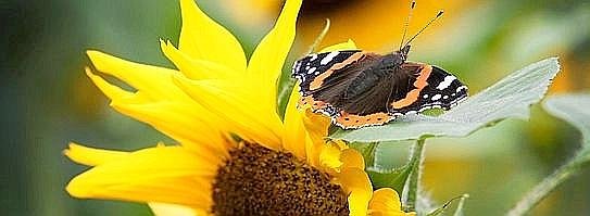 06462946-037--543x199.jpg