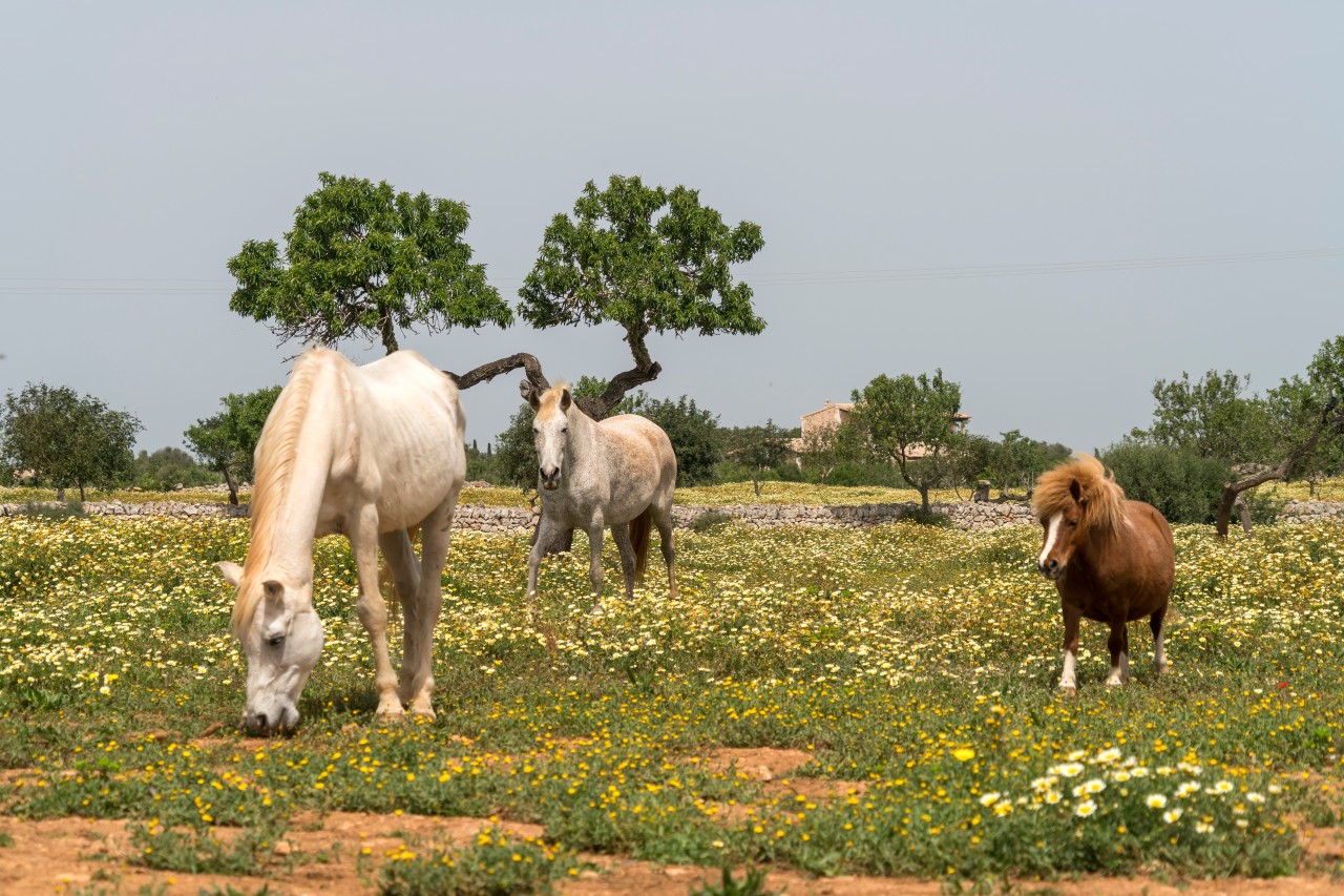 Pferde grasen auf einer Weide auf Mallorca. (Symbolbild) 
