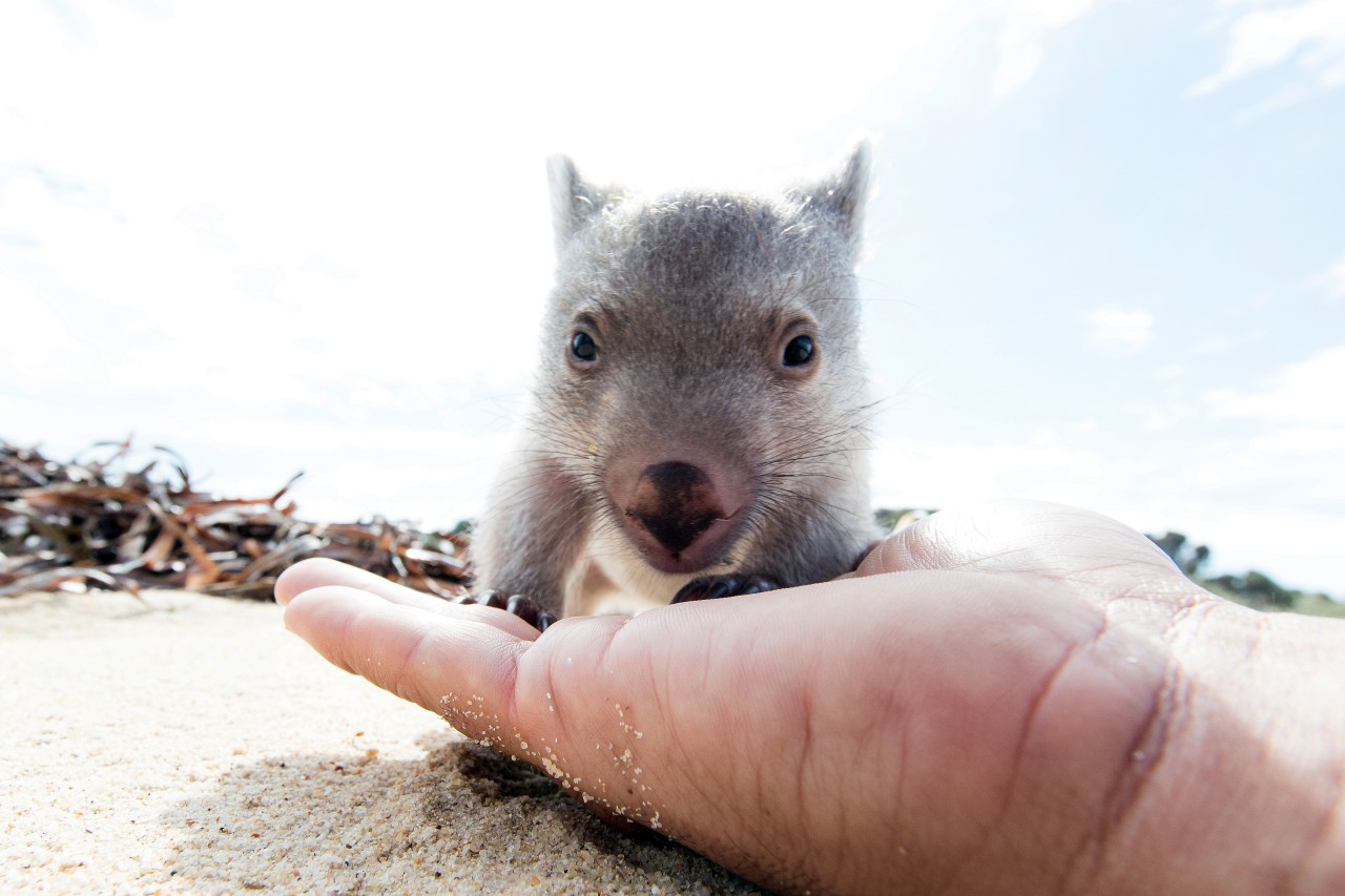 Die Tourismusbehörde der südaustralischen Insel Tasmanien hat einen Wettbewerb ins Leben gerufen, dessen Gewinner drei Tage mit dem Wombat-Baby Derek verbringen darf. 