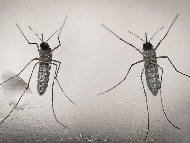 Vor fast 70 Jahren wurde das gefährliche Zika-Virus entdeckt. Doch erst jetzt gilt es als eine globale Bedrohung – eine Chronologie. 1947: Bei einem Rhesusaffen aus dem Zika-Wald in Uganda wird das Virus erstmals nachgewiesen. Das Zika-Virus wird in den meisten Fällen von bestimmten Mücken übertragen.
