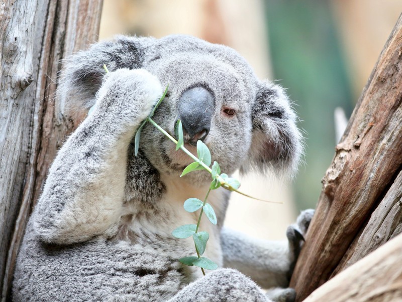 Dieses Jahr darf das Koala-Männchen Oobi-Ooobi aus dem Leipziger Zoo (Sachsen) zur Fußballeuropameisterschaft 2016 in Frankreich seine hellseherischen Fähigkeiten testen.