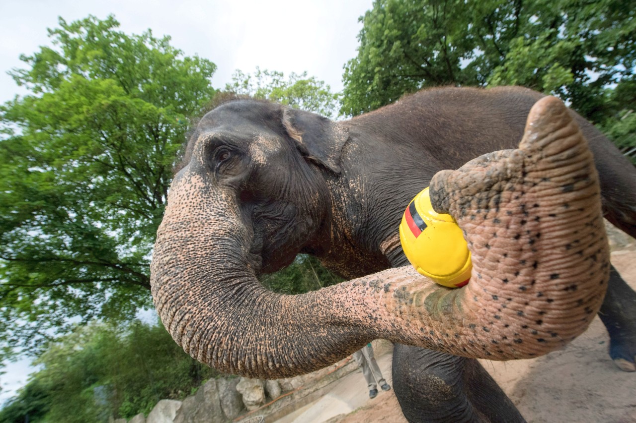 Glaubt man Orakel-Elefant Zella, sichert Deutschland sich zwar nicht den Titel, gewinnt aber immerhin in der Vorrunde gegen Nordirland, den späteren Europameister.