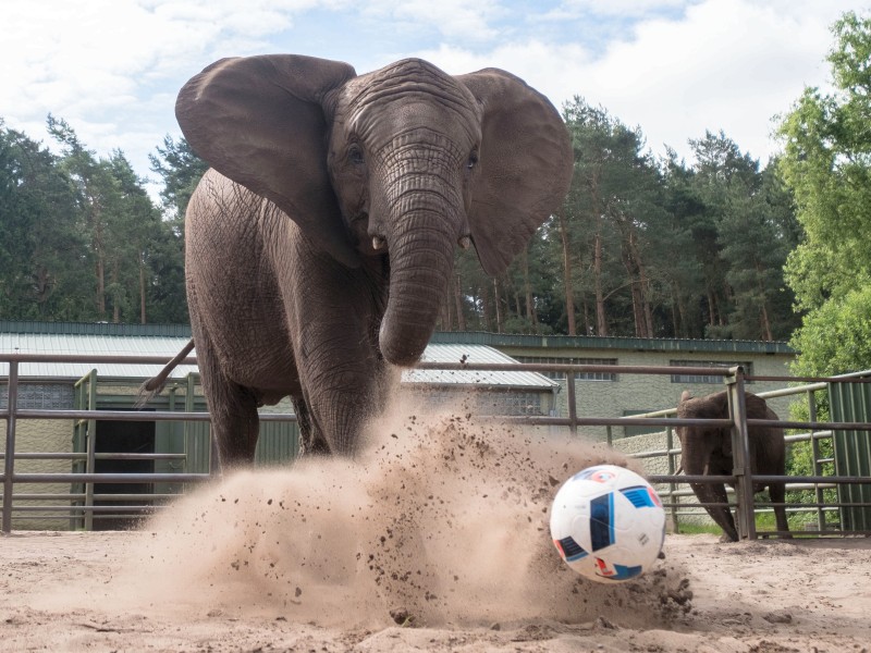 Auf die Dickhäuter scheint Verlass: Elefantendame Nelly kickt im Serengeti-Park in niedersächsischen Hodenhagen als Orakel für die Fußball-Europameisterschaft den Ball ... 