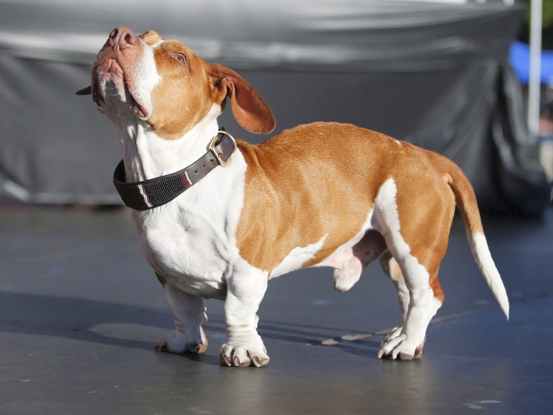 Walle, ein Beagle-Basset-Boxer-Mischling – und der hässlichste Hund 2013.