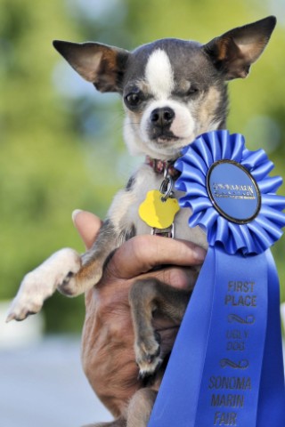 Princess Abby, genau wie Sweepee Rambo ein Mischling aus Chihuahua und Chinesischem Schopfhund, gewann den Wettbewerb 2010.
