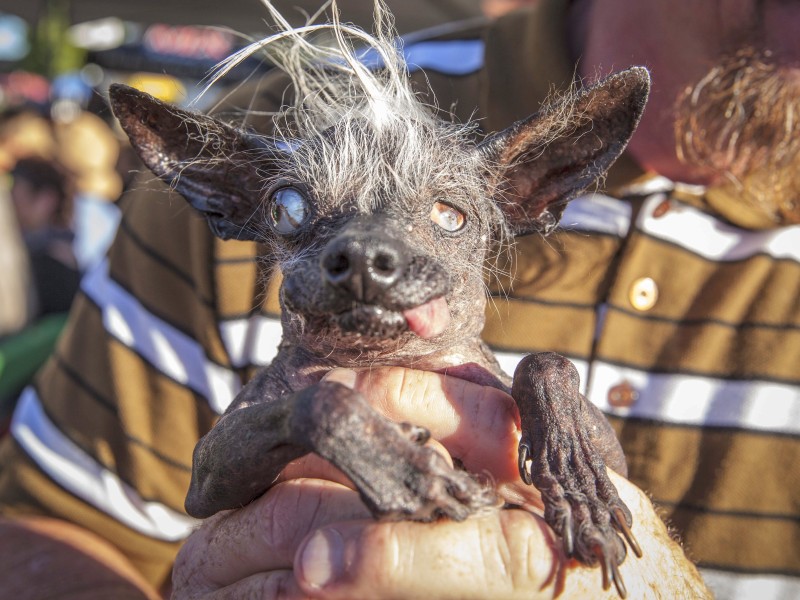 Der 17-Jährige Chihuahua-Mischling Sweepee Rambo hat den Titel des hässlichsten Hundes der Welt 2016 gewonnen.