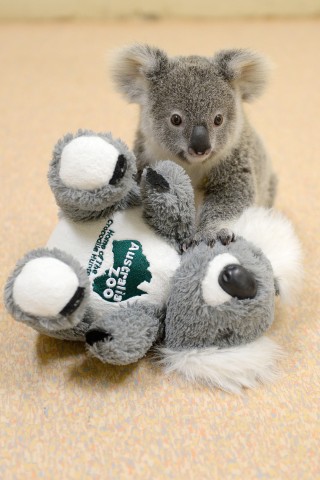 ... und von Rettungskräften in 20 Metern Entfernung gefunden. Das verwaiste Koala-Baby wird nun liebevoll von Mitarbeitern des Tierkrankenhauses aufgepäppelt. 