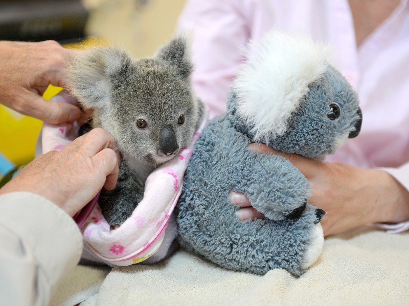 Dem Kleinen geht es bestens und wiegt inzwischen 1,77 Kilogramm. Er kuschelt nun mit einem Plüsch-Koala. Ein echter Mama-Ersatz ist es sicherlich nicht, aber eine kleine Hilfe, um über den Verlust hinwegzukommen.