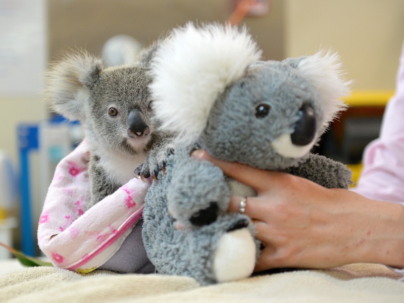 Das Koala-Baby Shayne wird im Tierkrankenhaus des Australia Zoo in Sydney mit einem Plüschtier als Mutterersatz aufgezogen. 