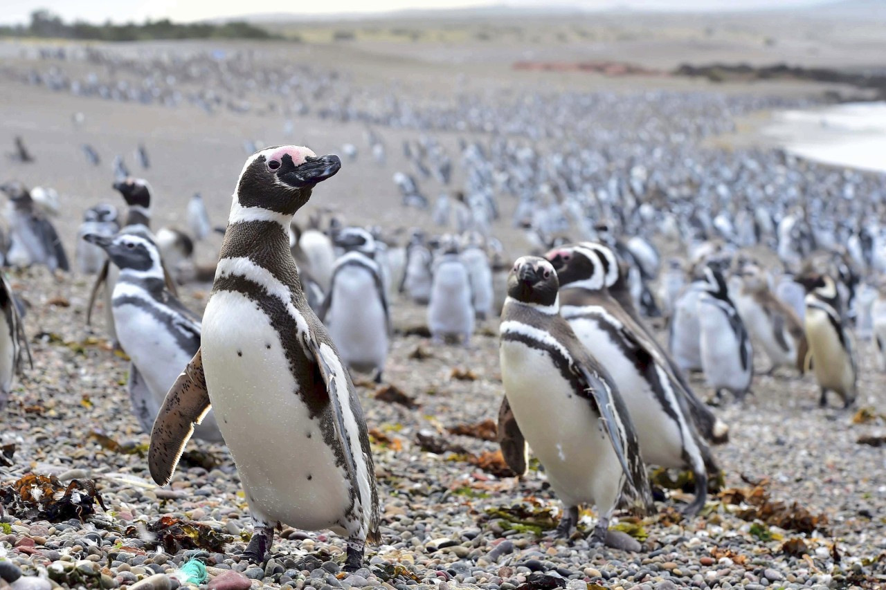 Magellan-Pinguine am Strand von Punta Tombo in Argentinien.