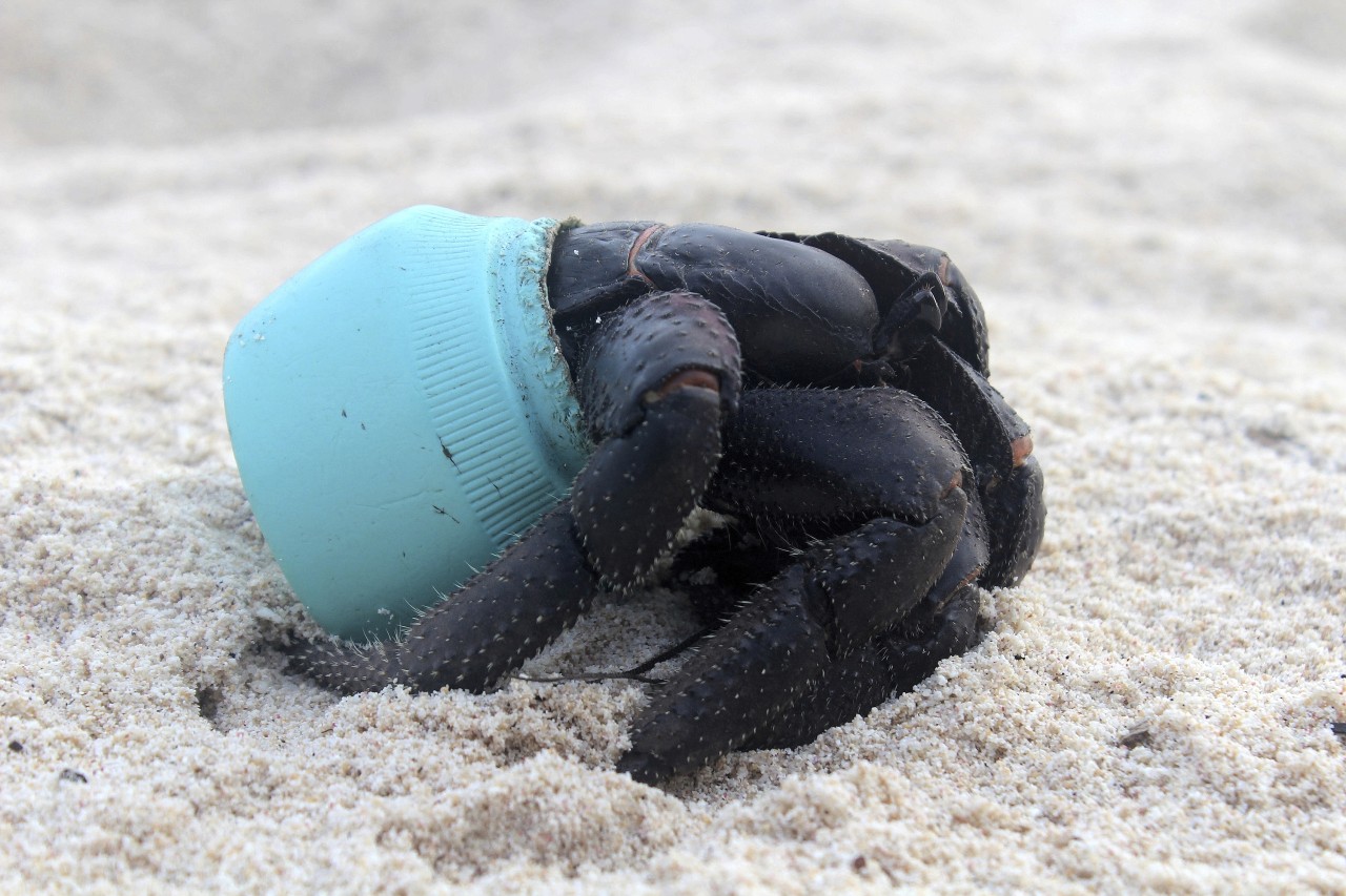 Eine Krabbe, die sich in ein Stück angespülten Plastikmüll verkrochen hat.