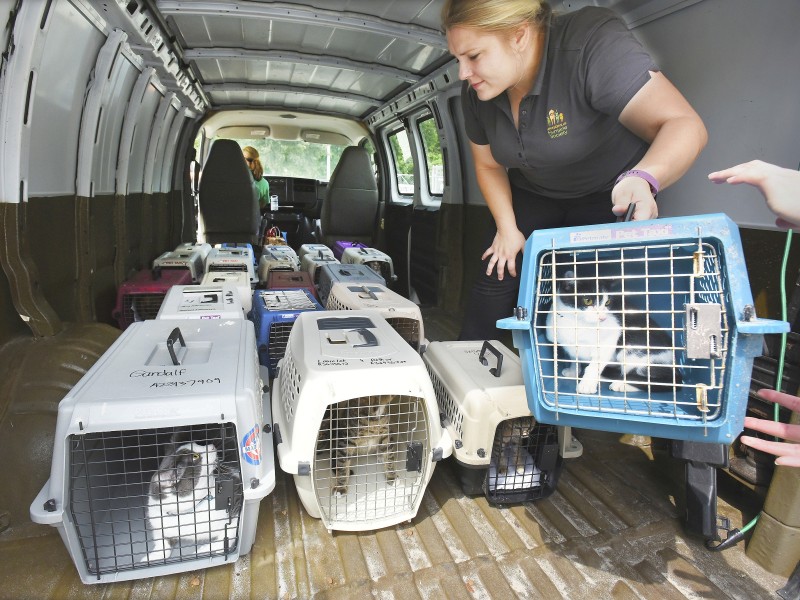 Die Leiterin einer Tierschutzorganisation in Jacksonville brachte ihre Hunde in Sicherheit. 