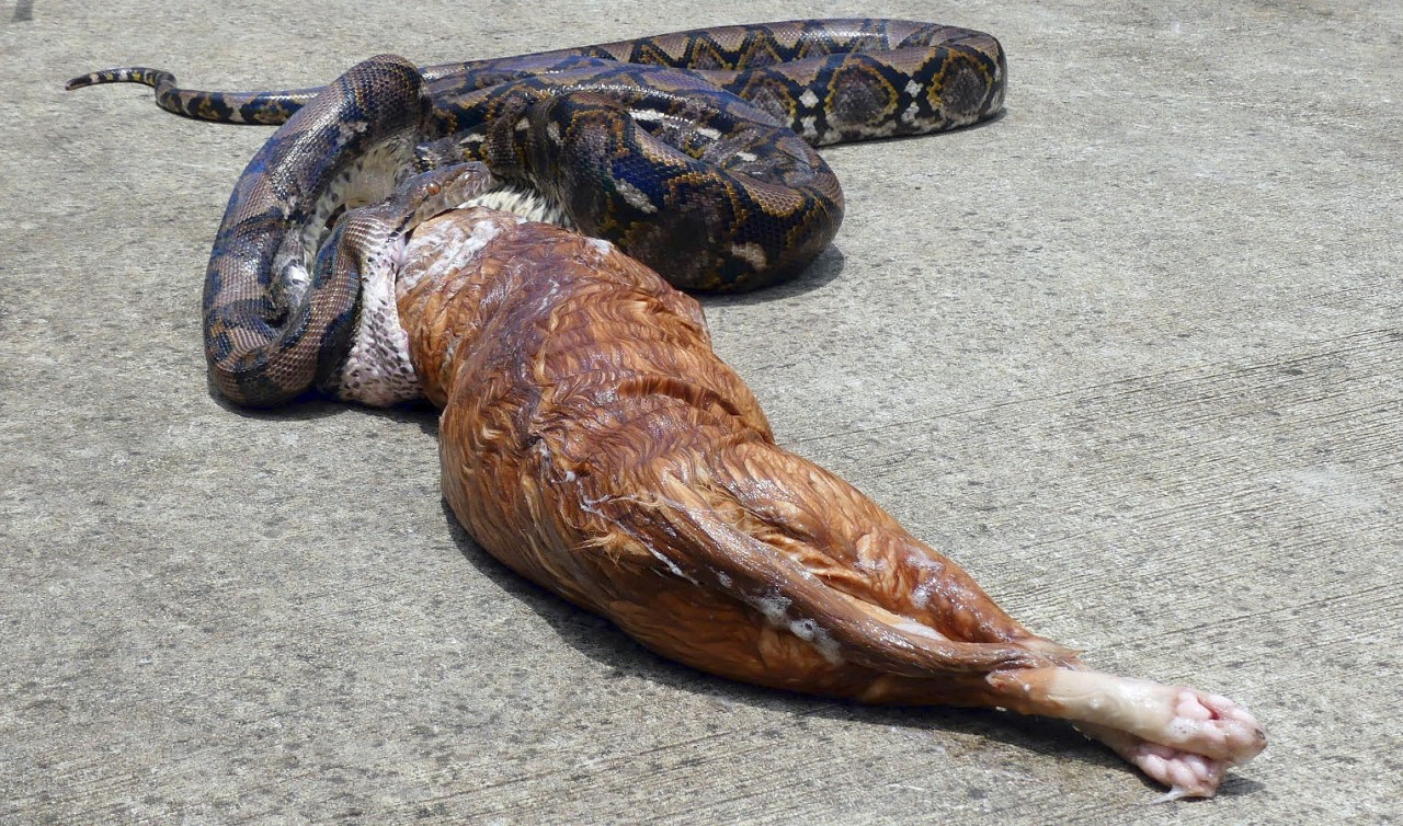 Die Python würgte die Katze wieder aus. 