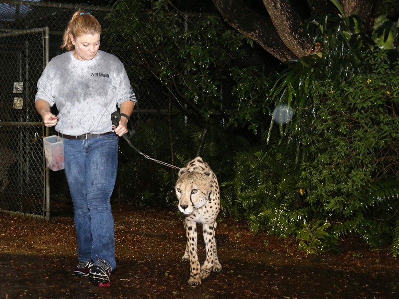 Eine Tierpflegerin vom Zoo in Miami brachte am Samstag diesen Geparden an einer Leine in eine Notunterkunft innerhalb des Zoos. 