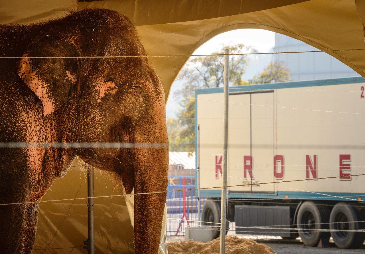 In Deutschland sind Wildtiere in Zirkussen nicht verboten.