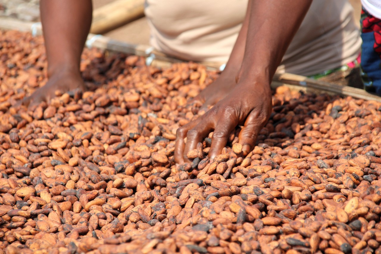 Frauen trocknen im Süden der Elfenbeinküste Kakaobohnen in der Sonne. Die meiste Schokolade in Deutschland kommt aus Westafrika.