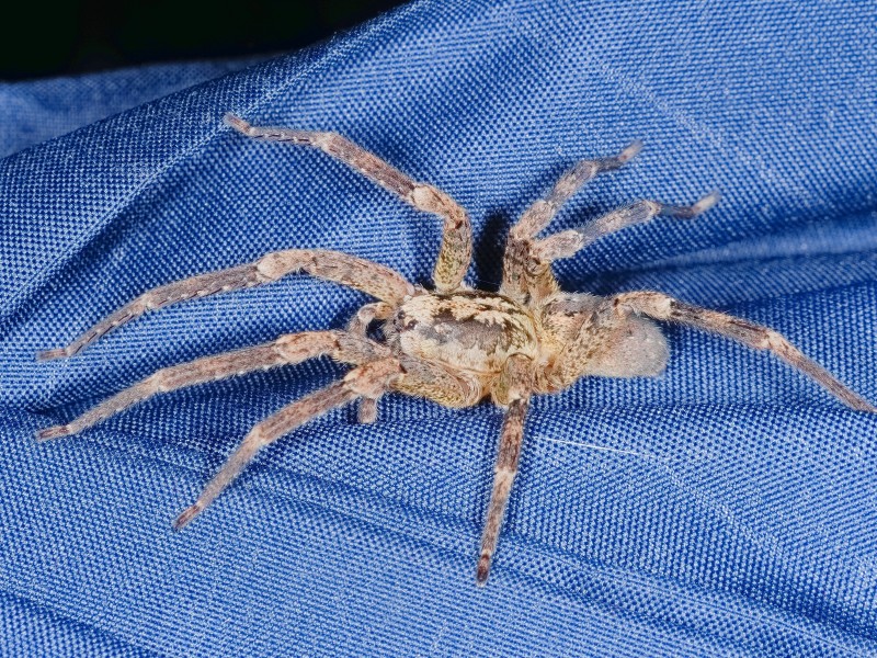 Die Kräuseljagdspinne ist seit Kurzem auch in Deutschland heimisch. Sie hat einige Eigenschaften, die an den Comic Spiderman erinnern.