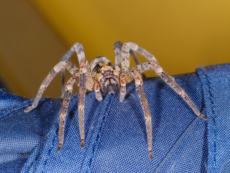 Die Spinne hat haarige Beine und erinnert daher ein wenig an Vogelspinnen.