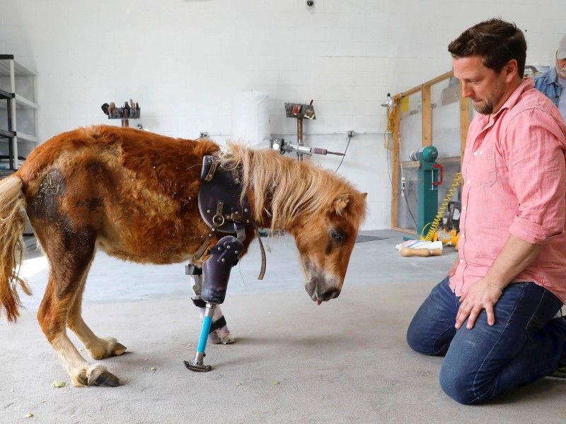 Derrick Campana ist Chef von Animal Ortho Care und begutachtet, wie das Pferd Angel Marie auf die Prothese reagiert.