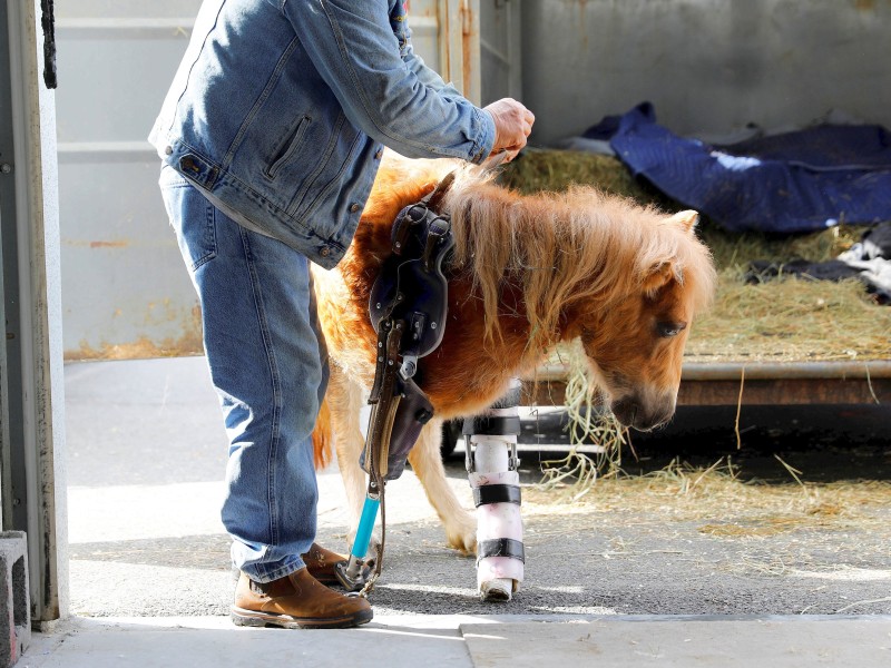 Die US-Firma Animal Ortho Care fertigt medizinische Hilfsmittel für Tiere an. Neben Prothesen für Pferde und Hunde, bietet die Firma aus dem US-Bundesstaat Virginia auch Produkte für Elefanten an.